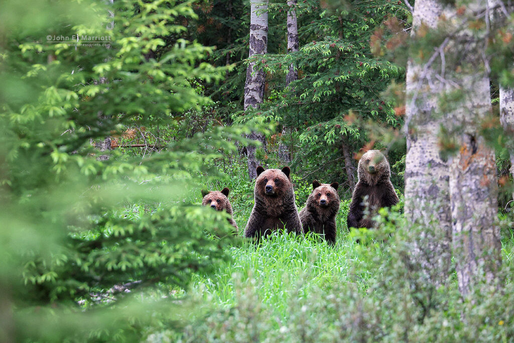 Grizzly bear family, Jasper