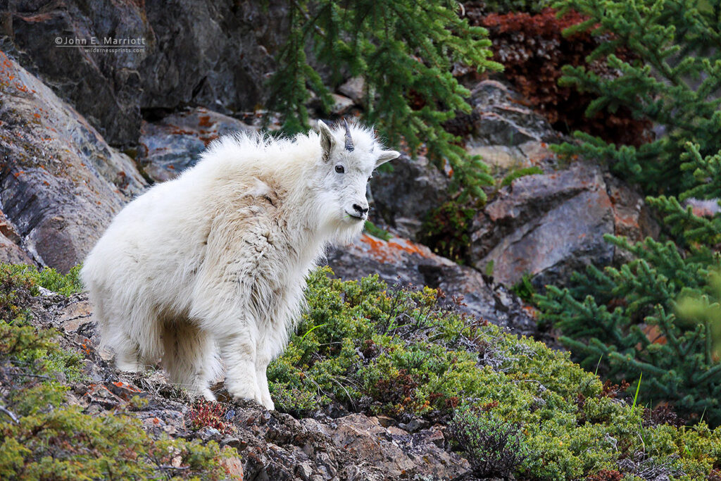 Mountain goat, Jasper