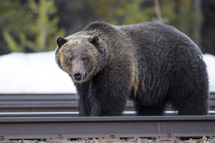 Split Lip, Bear 136