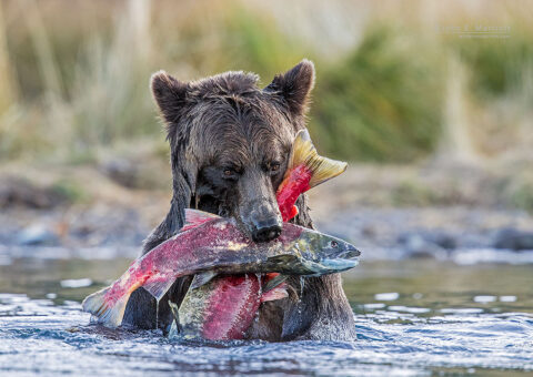 Grizzly bear with TWO sockeye salmon, Chilcotin, BC, Canada