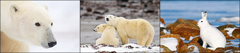 Photograph polar bears from eye level. Other wildlife in the area include arctic hare, arctic fox, ptarmigan, and snowy owl.