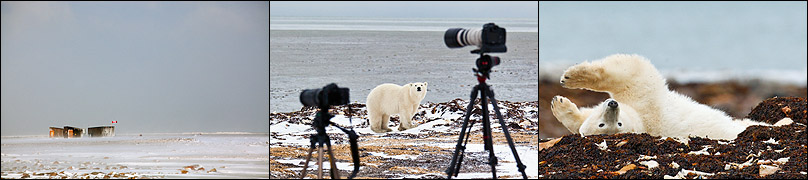 The camp cabin complex, a curious young polar bear between the cameras, and a polar bear lazing about on the seaweed
