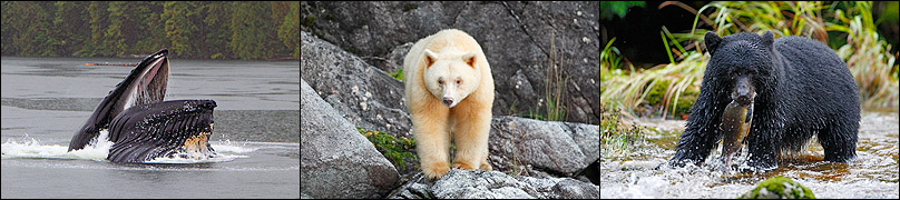 Photos from the Great Bear Rainforest