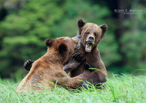 Grizzlies playfighting