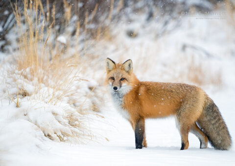 Red fox, Jasper National Park