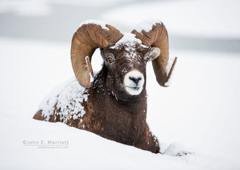 Bighorn sheep ram, Jasper National Park