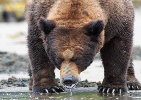 Frank the Tank, a large dominant male grizzly bear, in the Khutzeymateen Grizzly Bear Sanctuary, BC, Canada