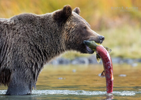 Grizzly bear, Chilcotin, BC, Canada