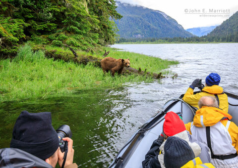 Grizzly bear viewing, Khutzeymateen, BC, Canada