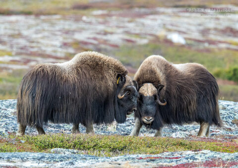 Muskox bulls during the rut, Nunavik, Canada