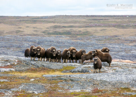 Muskox herd, Nunavik, Canada