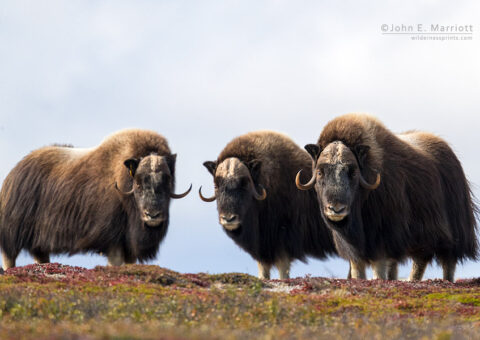 Muskox bulls, Nunavik, Canada